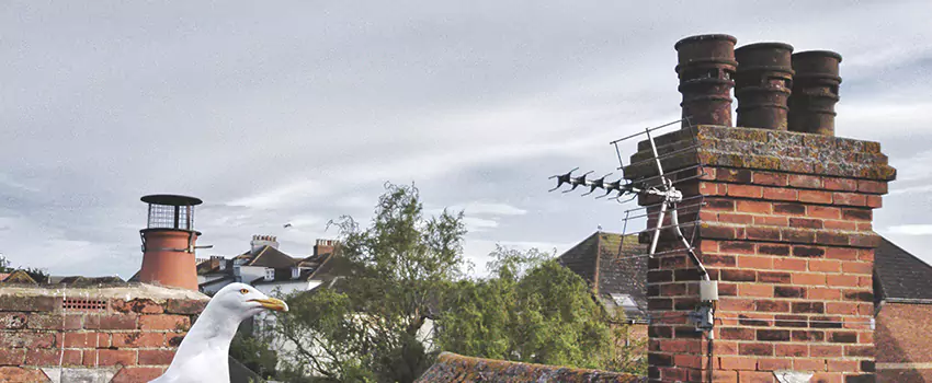 Chimney Cleaning And Restoration in Lansing, Michigan